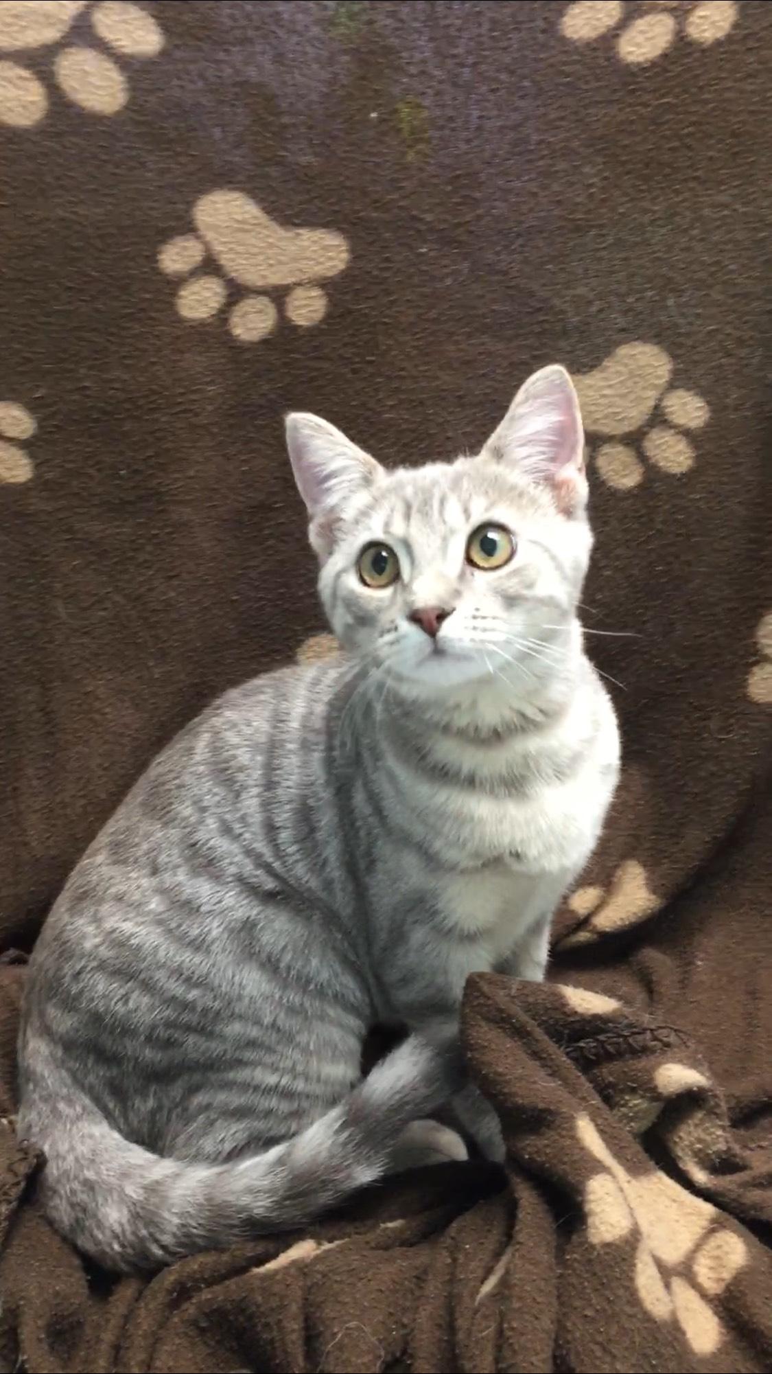 Enlarge Heidi, a Adopted Domestic Short Hair in Miami, FL image 2/5