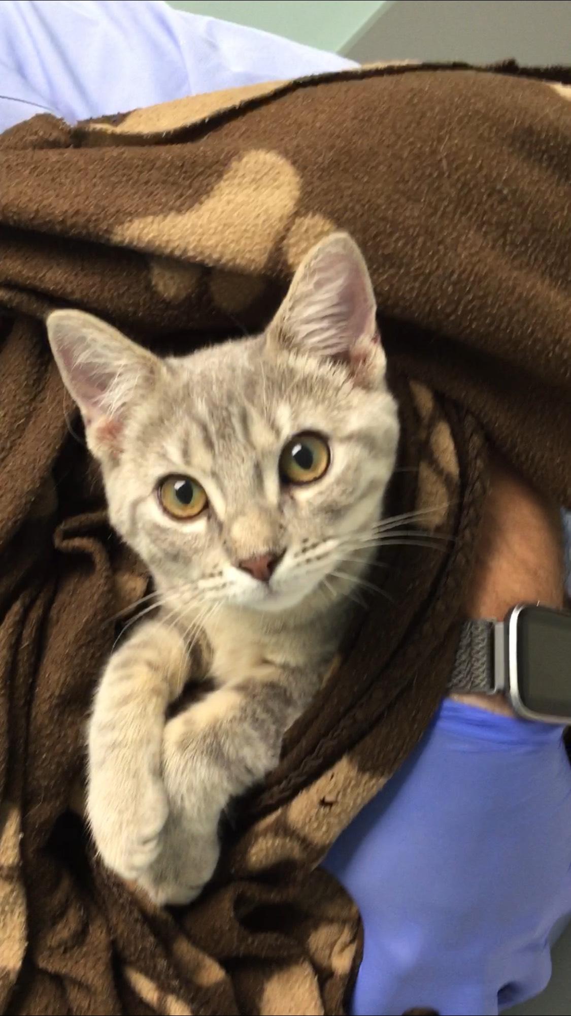 Enlarge Heidi, a Adopted Domestic Short Hair in Miami, FL image 3/5