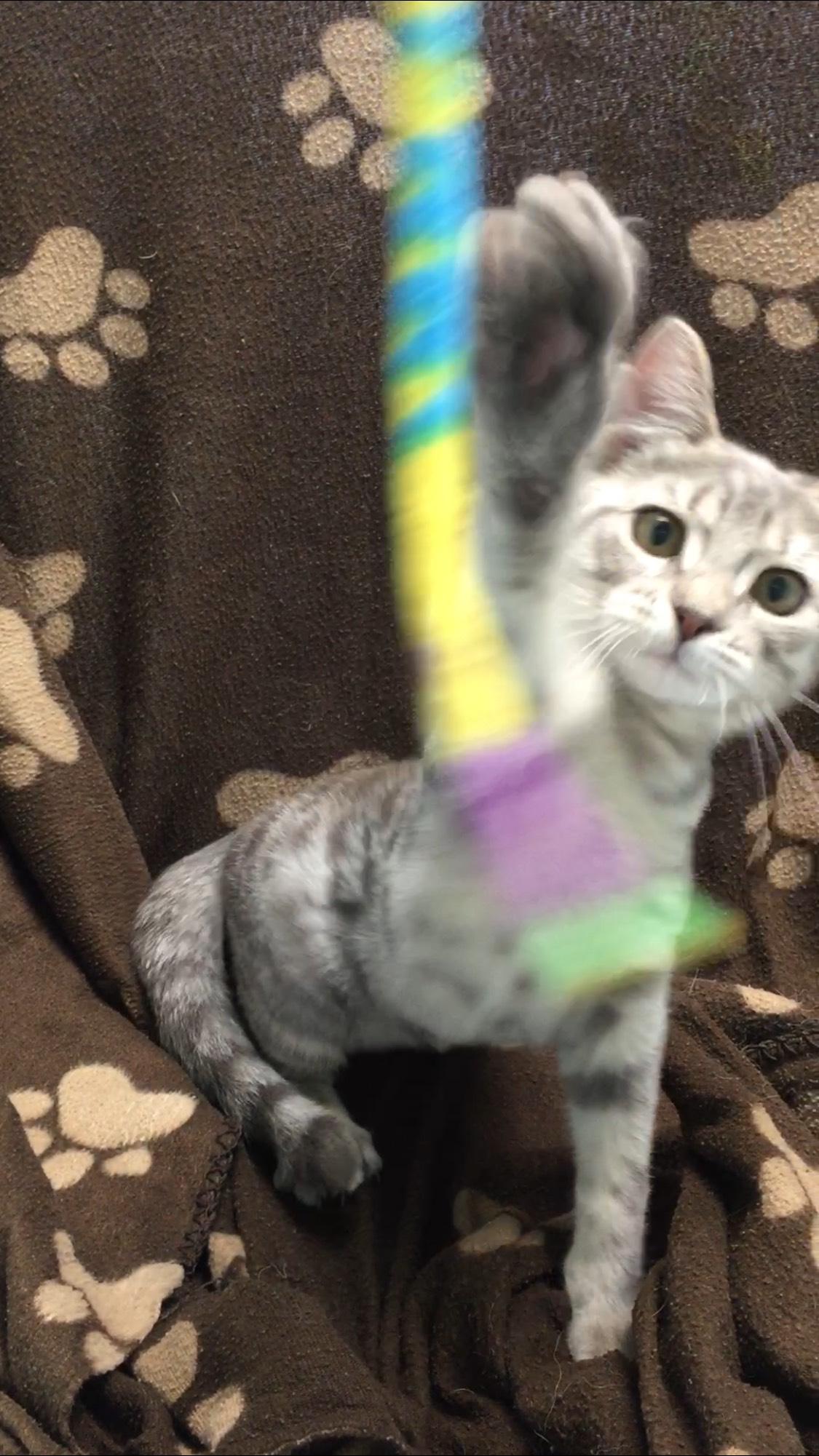 Enlarge Heidi, a Adopted Domestic Short Hair in Miami, FL image 4/5