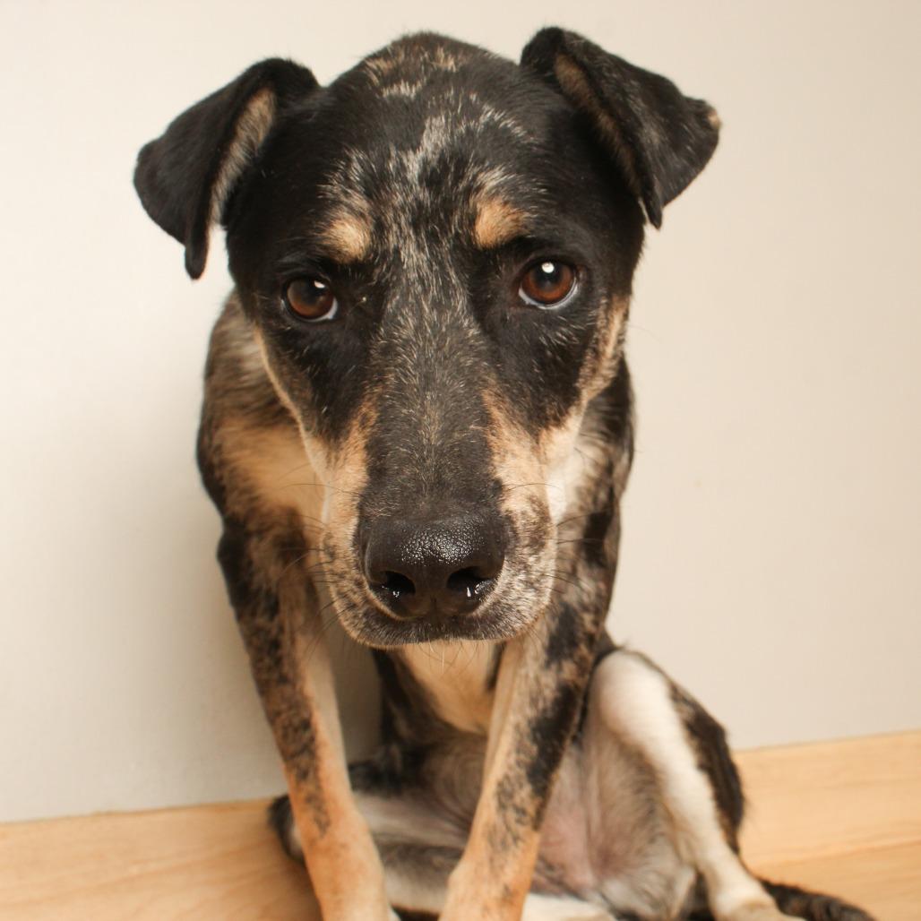 Enlarge Cal D70690, a Adoptable Catahoula Leopard Dog in Minnetonka, MN image 1/4
