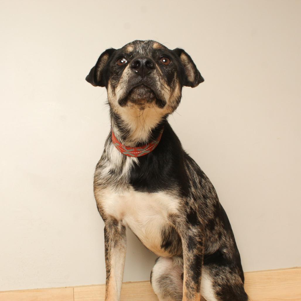 Enlarge Cal D70690, a Adoptable Catahoula Leopard Dog in Minnetonka, MN image 2/4