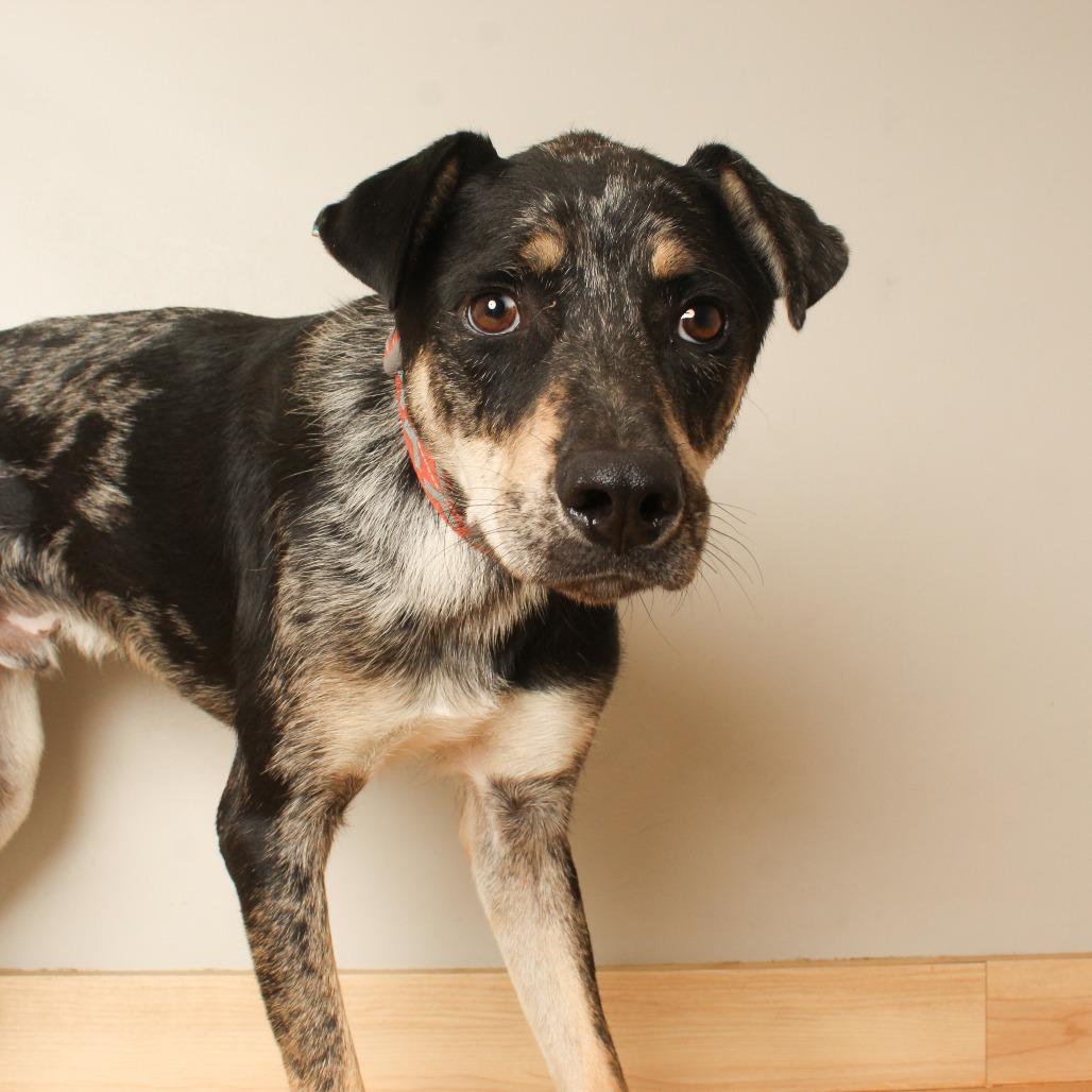 Enlarge Cal D70690, a Adoptable Catahoula Leopard Dog in Minnetonka, MN image 3/4
