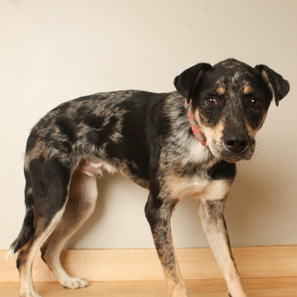 Enlarge Cal D70690, a Adoptable Catahoula Leopard Dog in Minnetonka, MN image 4/4