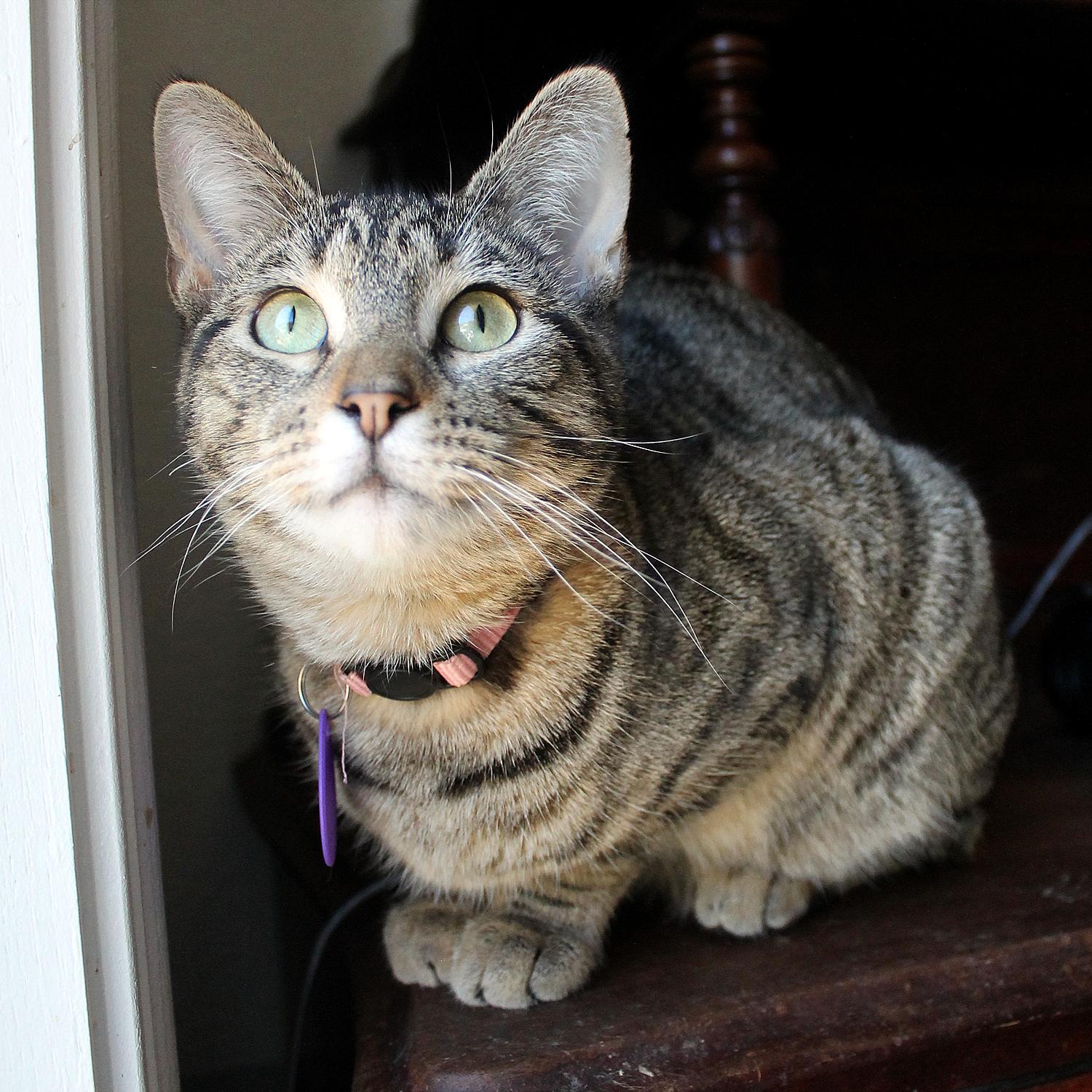Jane, Adoptable, Young Female Domestic Short Hair.