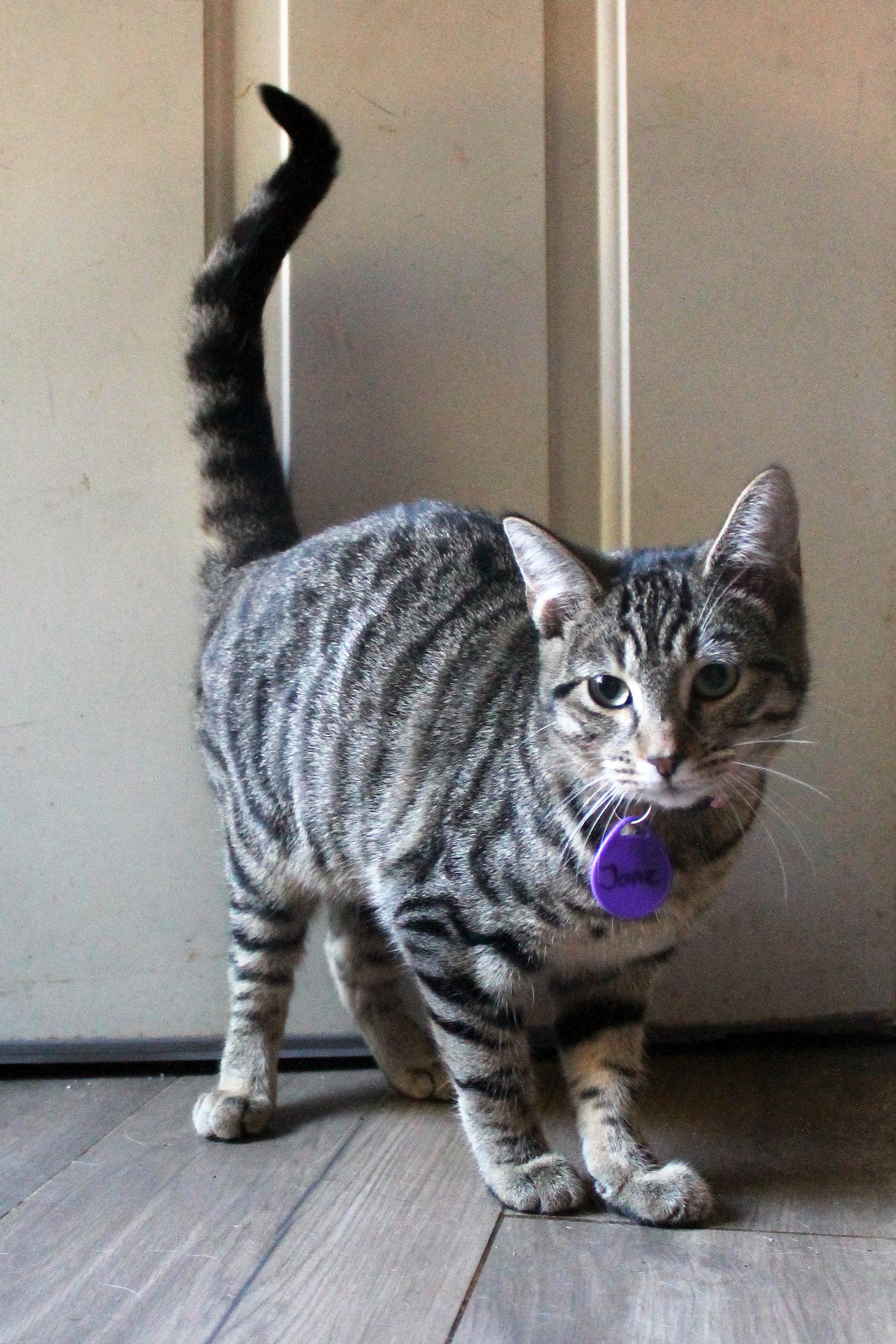 Enlarge Jane, a Adoptable Domestic Short Hair in Guthrie, OK image 3/6
