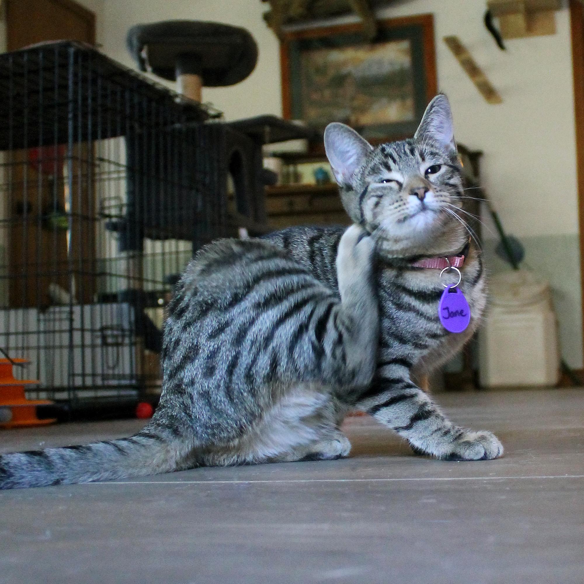 Enlarge Jane, a Adoptable Domestic Short Hair in Guthrie, OK image 4/6