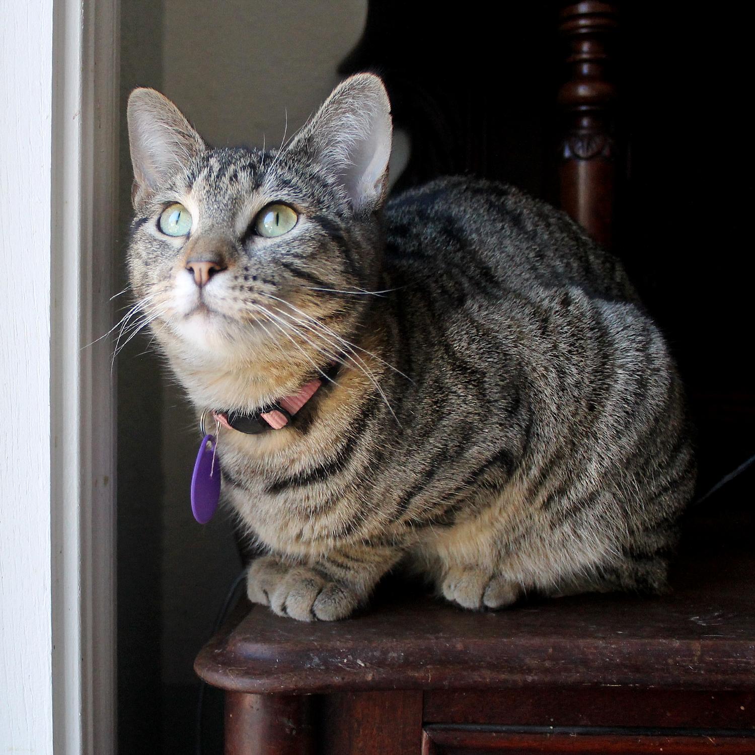 Enlarge Jane, a Adoptable Domestic Short Hair in Guthrie, OK image 5/6