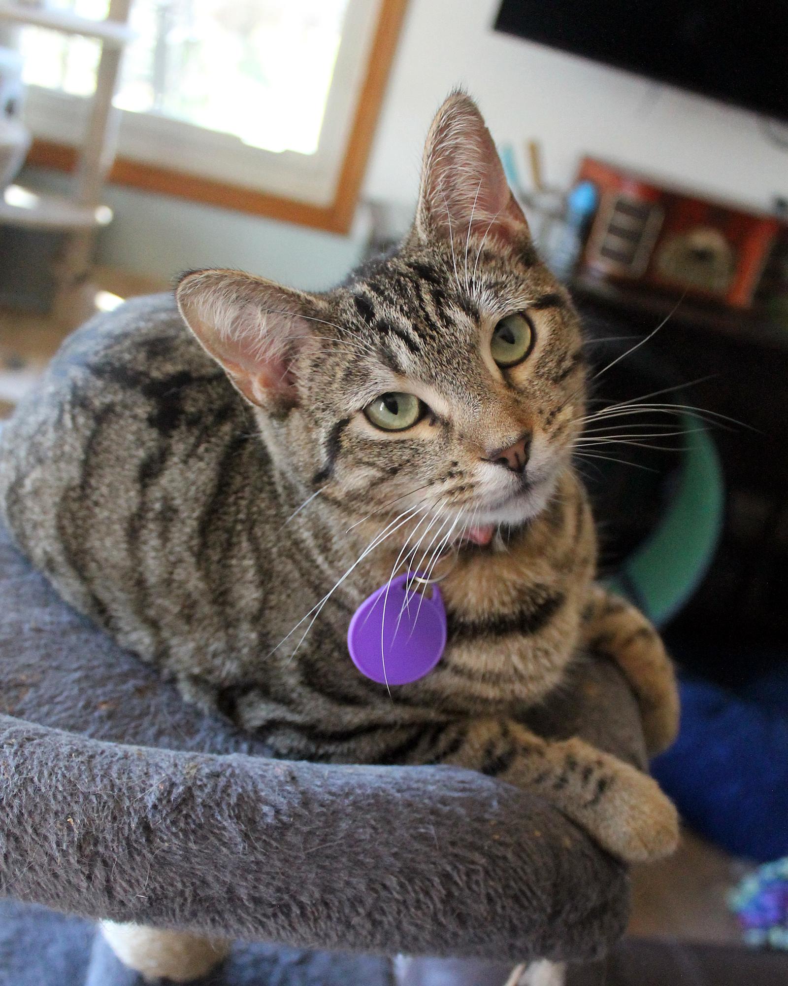 Enlarge Jane, a Adoptable Domestic Short Hair in Guthrie, OK image 2/6