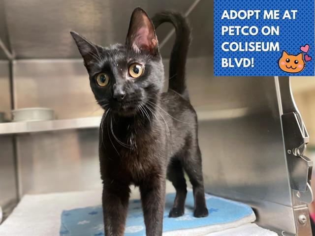 Enlarge MOCHA, a Adoptable Domestic Short Hair in Fort Wayne, IN image 1/1