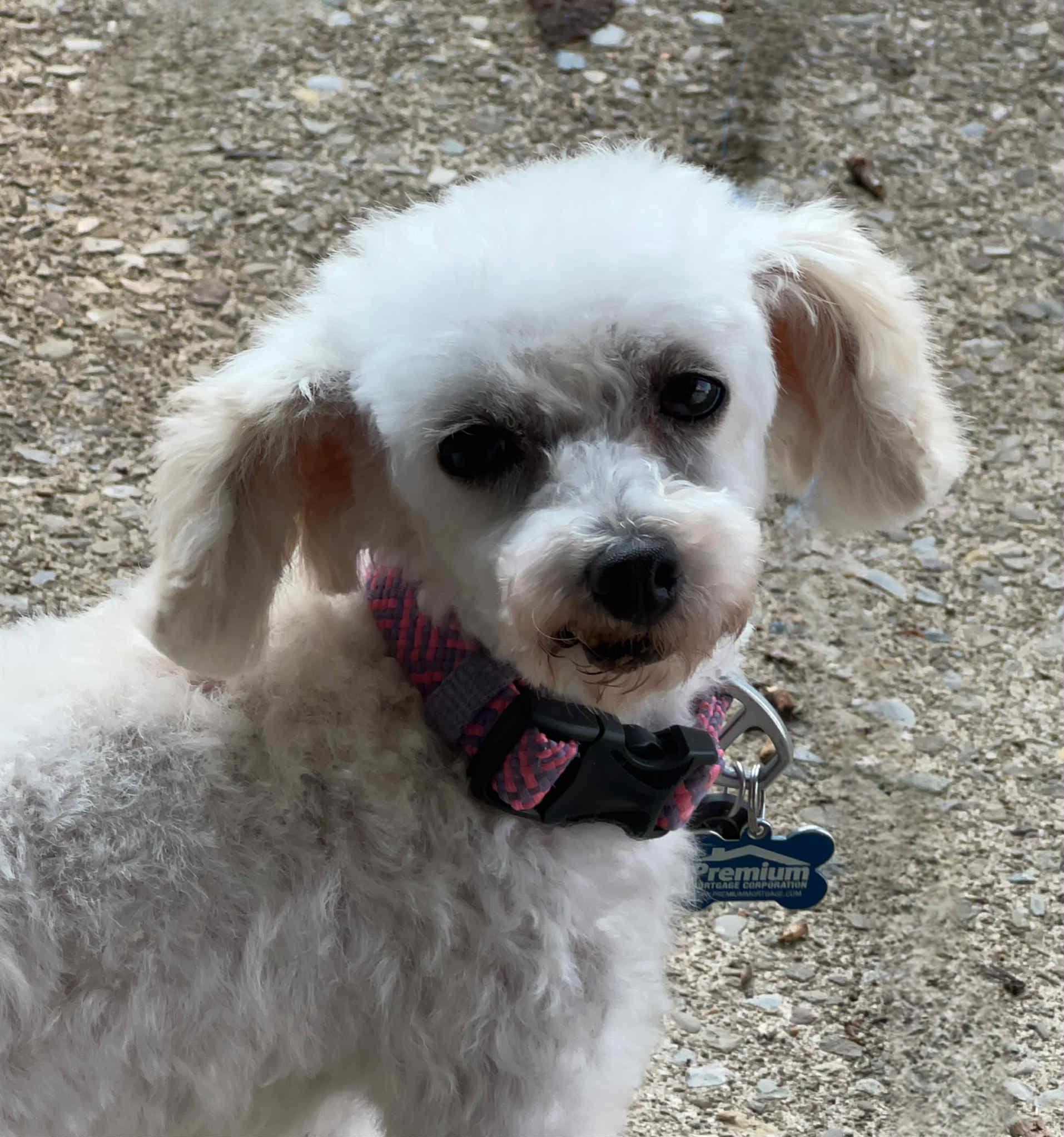 Hope, Adopted, Adult Female Miniature Poodle.