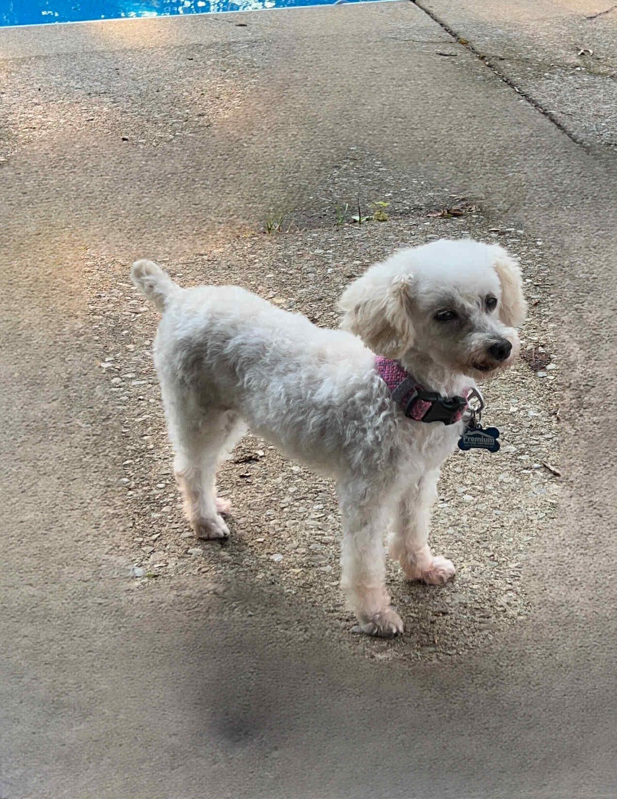 Enlarge Hope, a Adopted Miniature Poodle in Hamburg , NY image 2/4