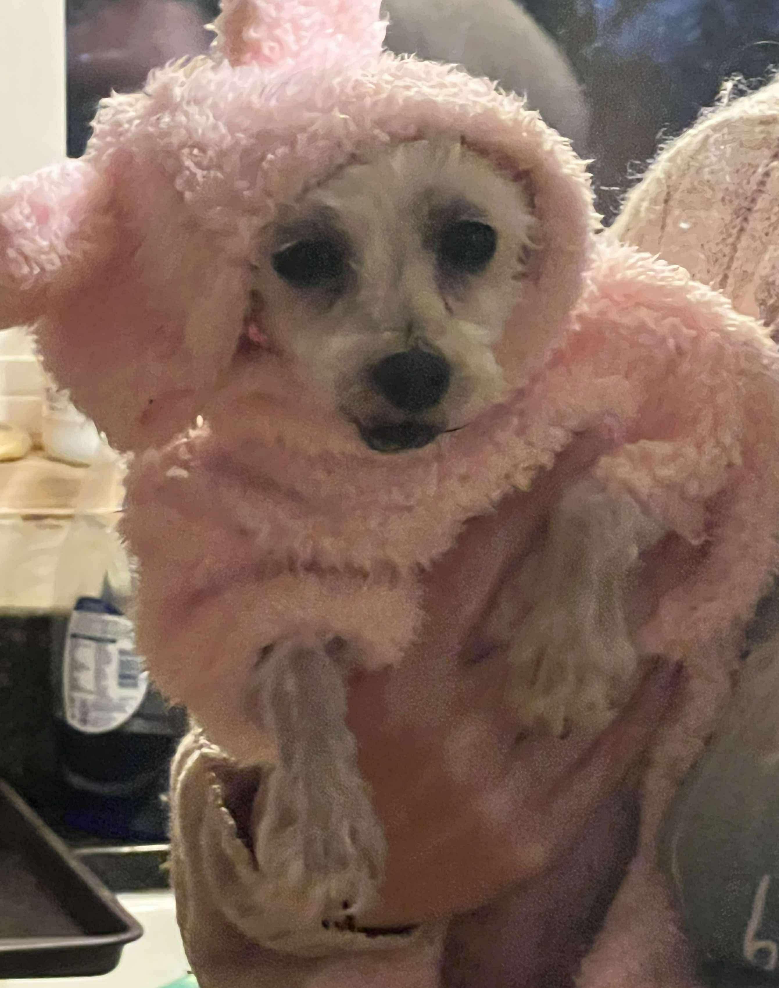 Enlarge Hope, a Adopted Miniature Poodle in Hamburg , NY image 3/4