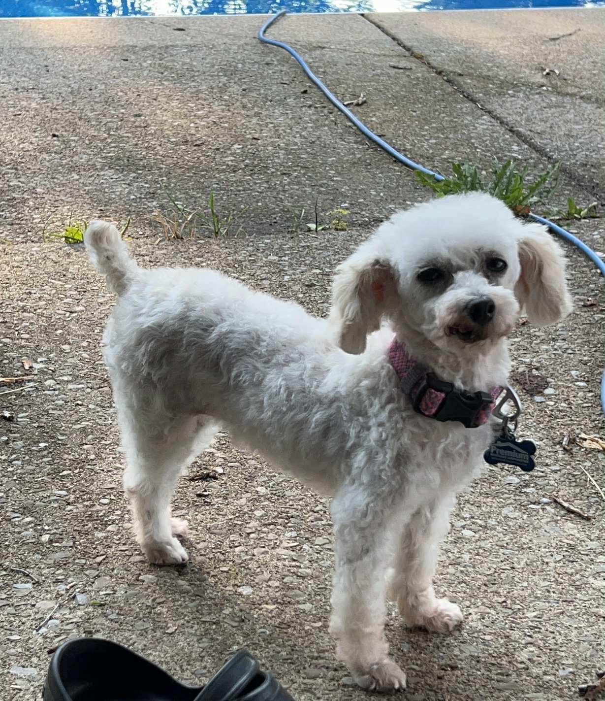 Enlarge Hope, a Adopted Miniature Poodle in Hamburg , NY image 4/4