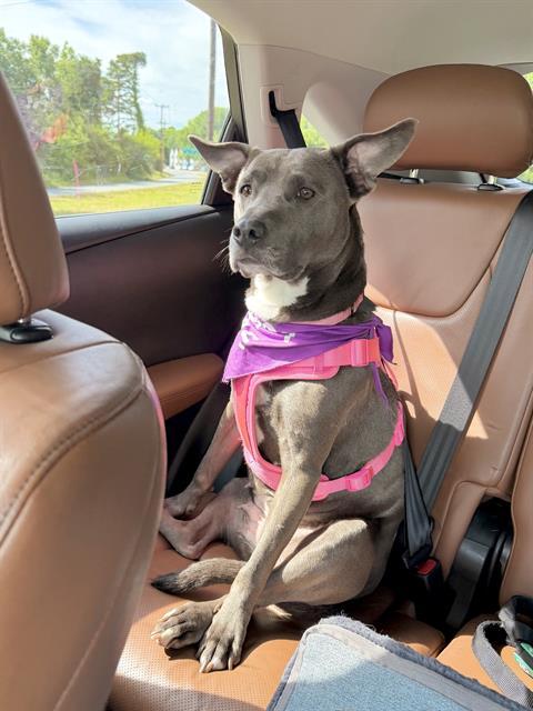Enlarge MYA, a Adoptable Pit Bull Terrier in Charlotte, NC image 1/1