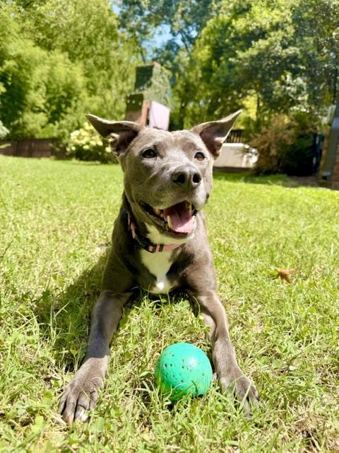 MYA, Adoptable, Adult Female Pit Bull Terrier.