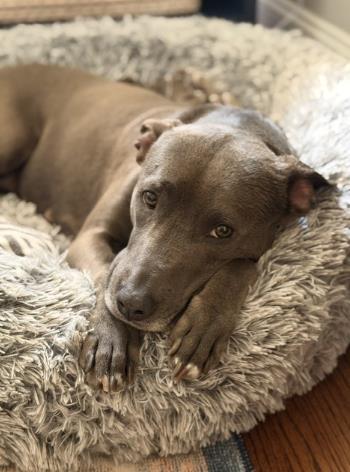 MYA, Adoptable, Adult Female Pit Bull Terrier.