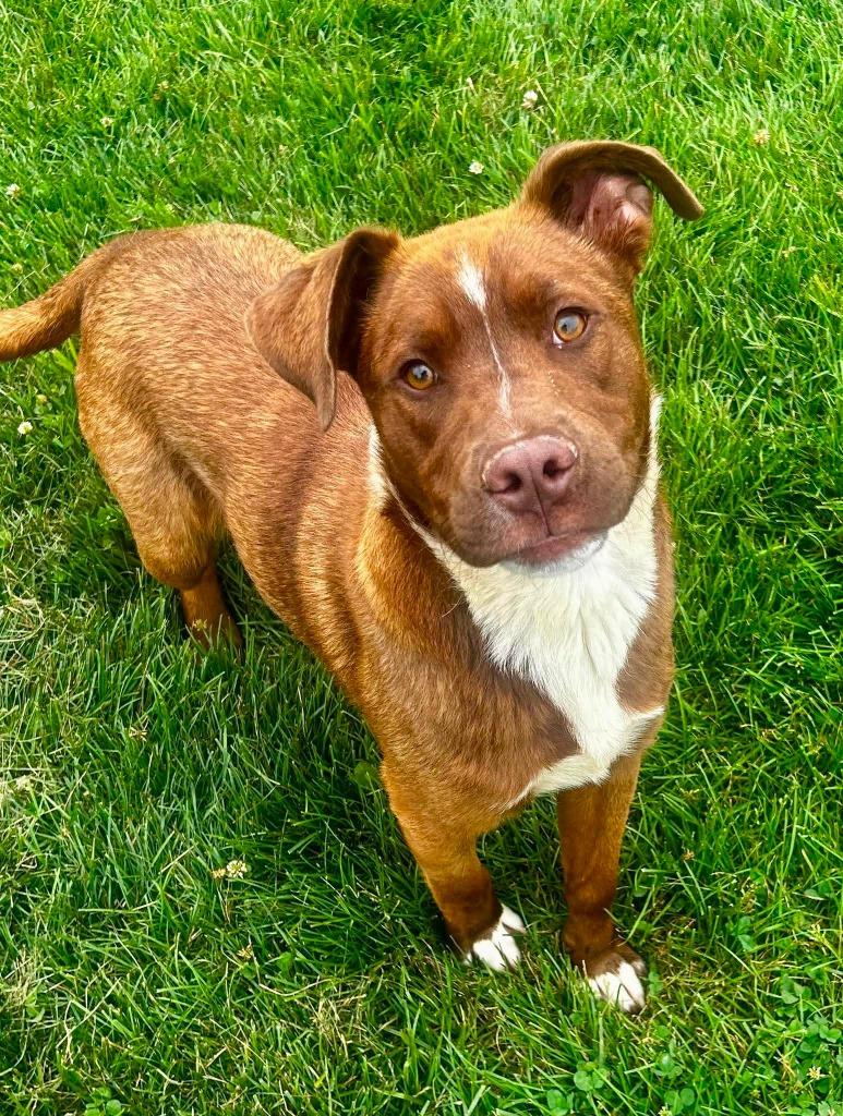 Roan, ADOPTABLE, Young Male Chocolate Labrador Retriever.