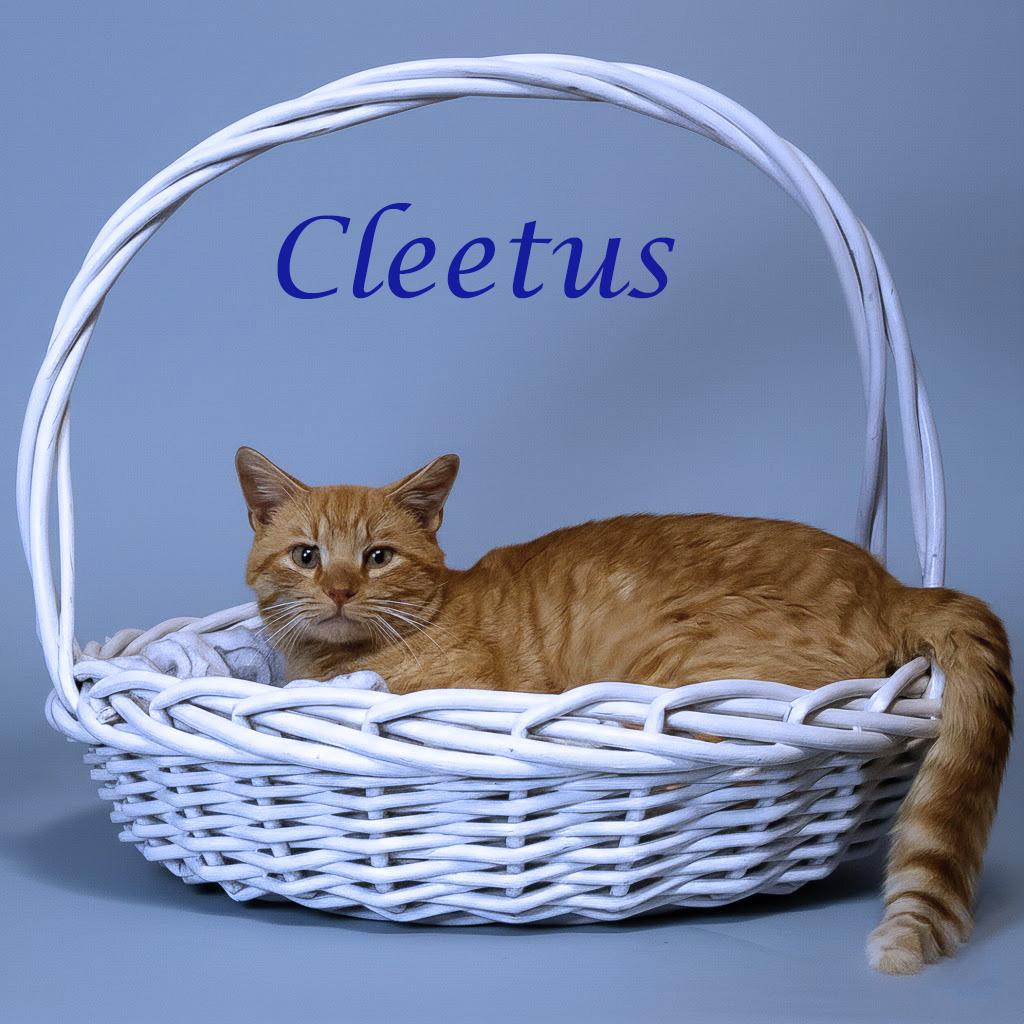 Enlarge Cleetus C26-055, a Adoptable Domestic Short Hair in Lebanon, TN image 1/6