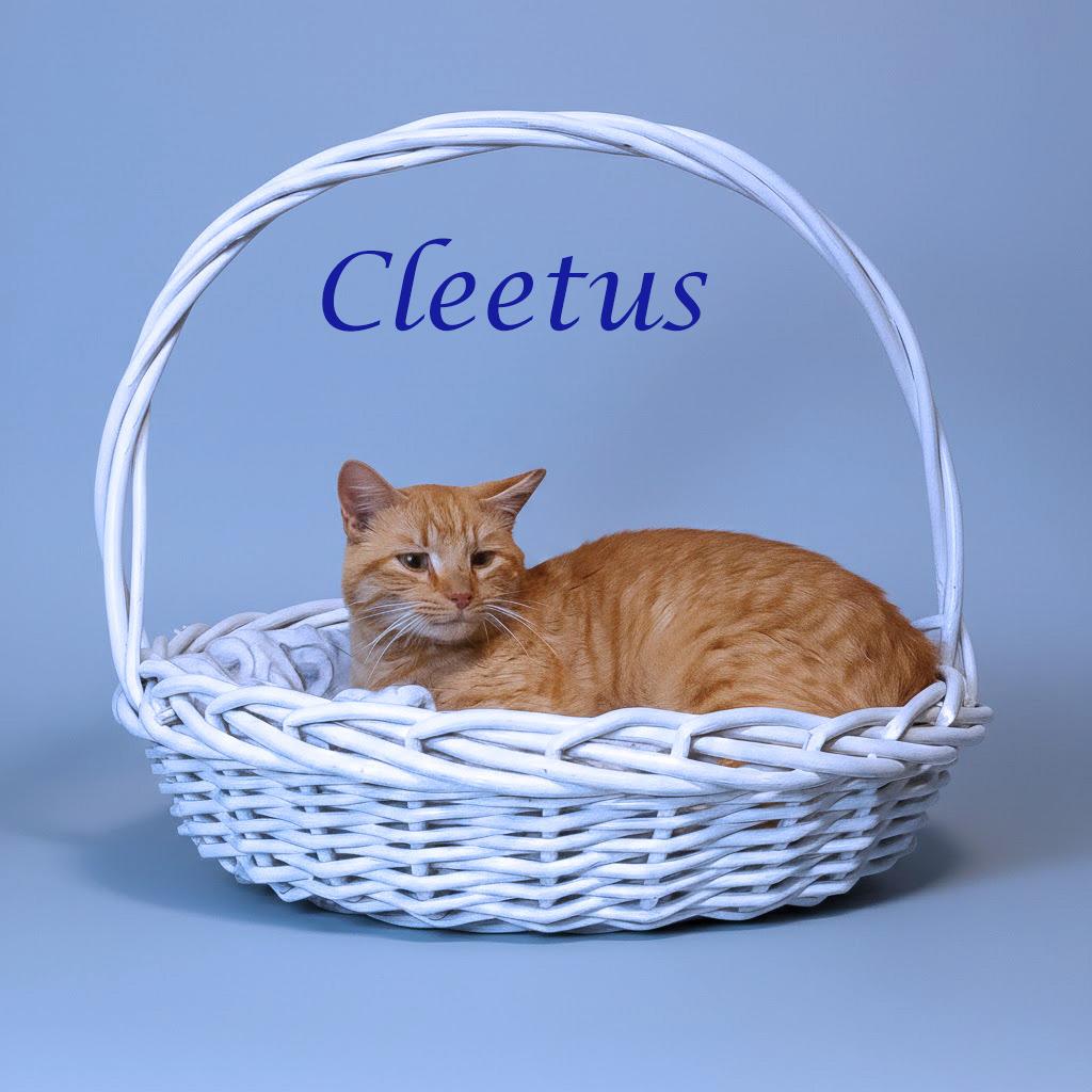 Enlarge Cleetus C26-055, a Adoptable Domestic Short Hair in Lebanon, TN image 2/6
