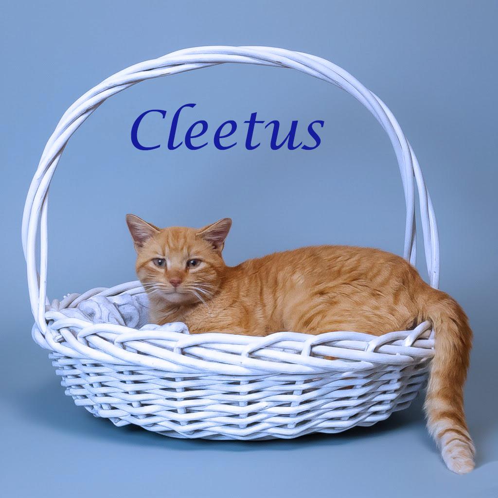 Enlarge Cleetus C26-055, a Adoptable Domestic Short Hair in Lebanon, TN image 3/6