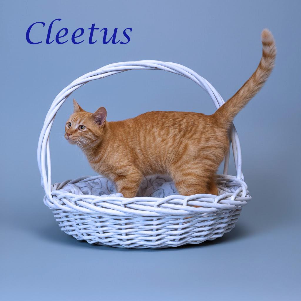 Enlarge Cleetus C26-055, a Adoptable Domestic Short Hair in Lebanon, TN image 4/6