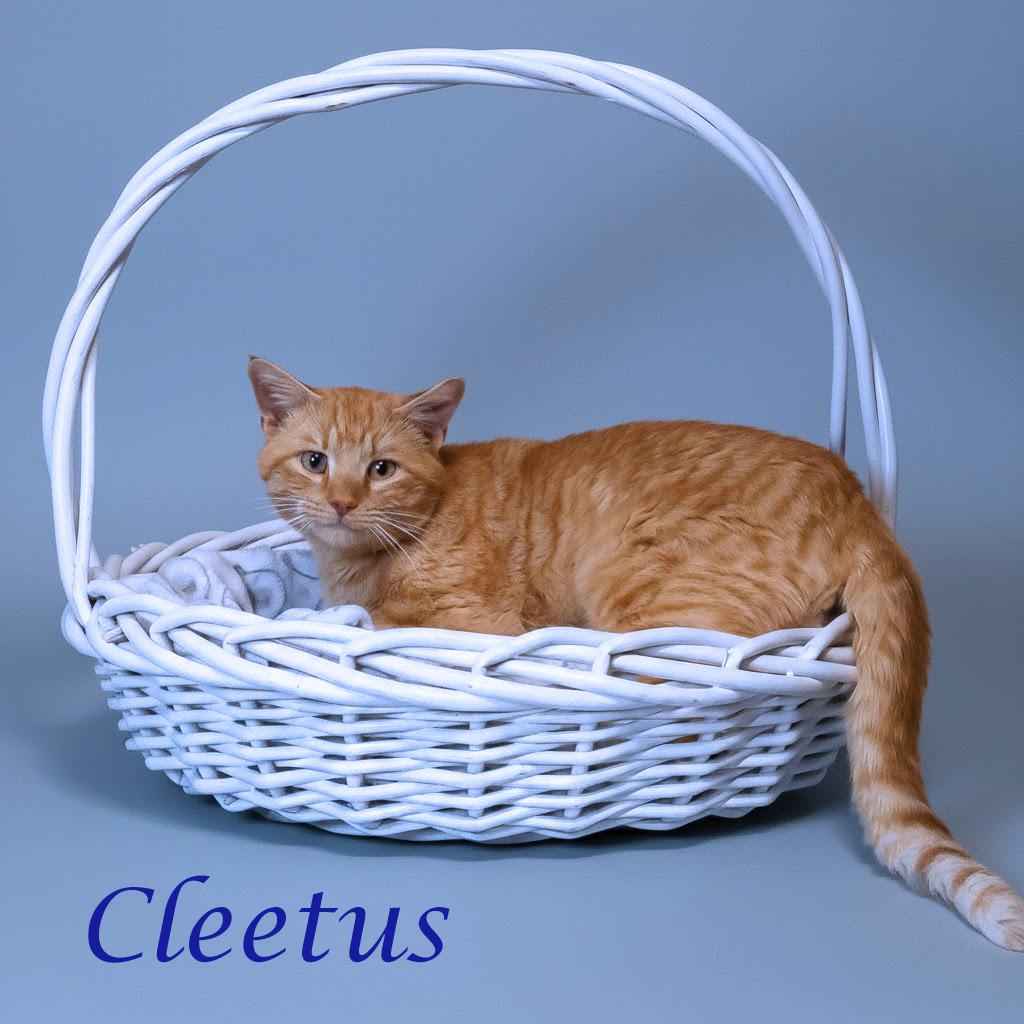 Enlarge Cleetus C26-055, a Adoptable Domestic Short Hair in Lebanon, TN image 5/6