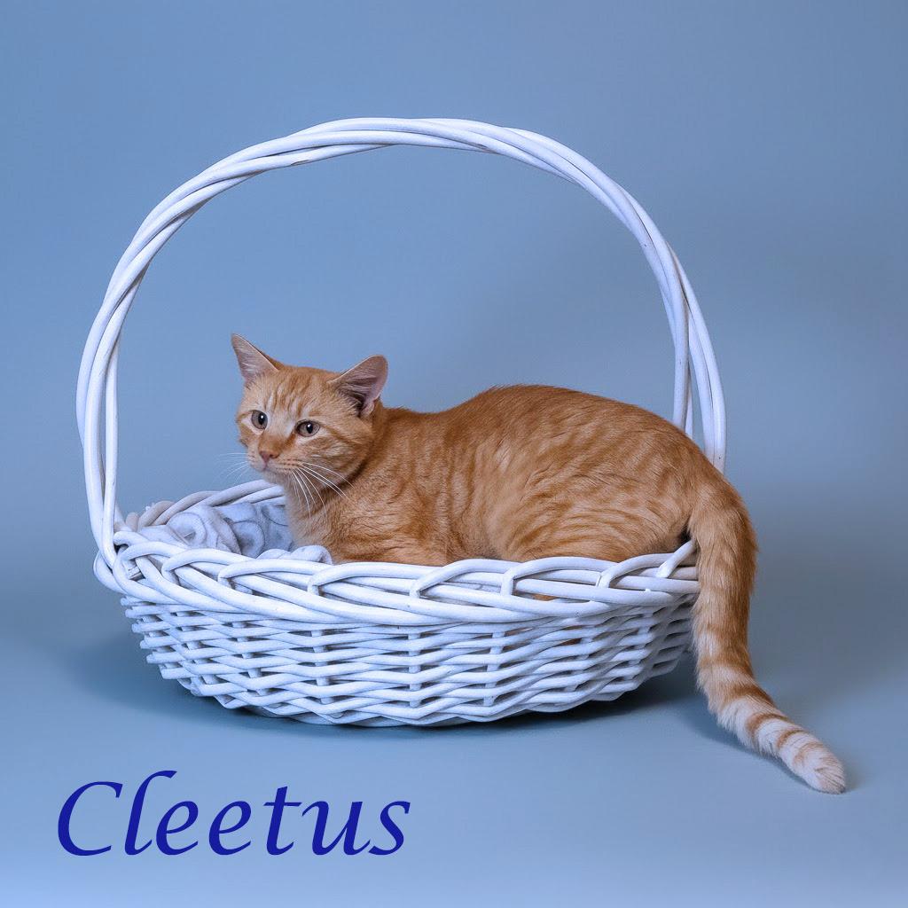 Enlarge Cleetus C26-055, a Adoptable Domestic Short Hair in Lebanon, TN image 6/6