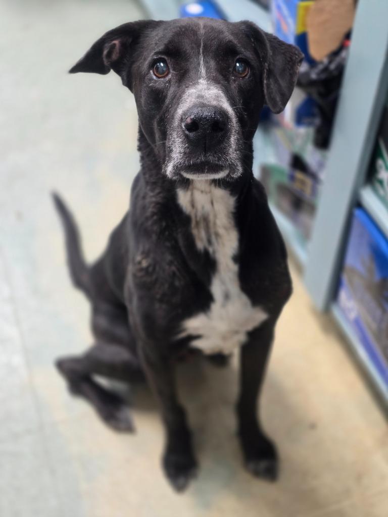 Emeril, Adoptable, Senior Male German Shorthaired Pointer.