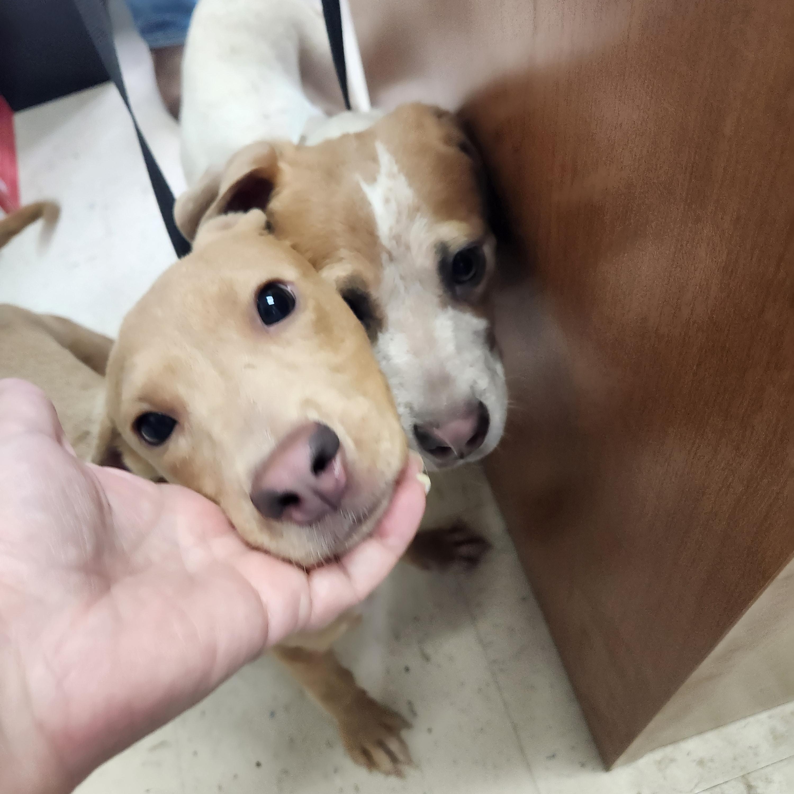 Hustle - Such a Good Baby!!!