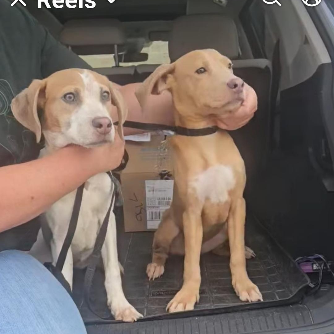 Hustle - Such a Good Baby!!!