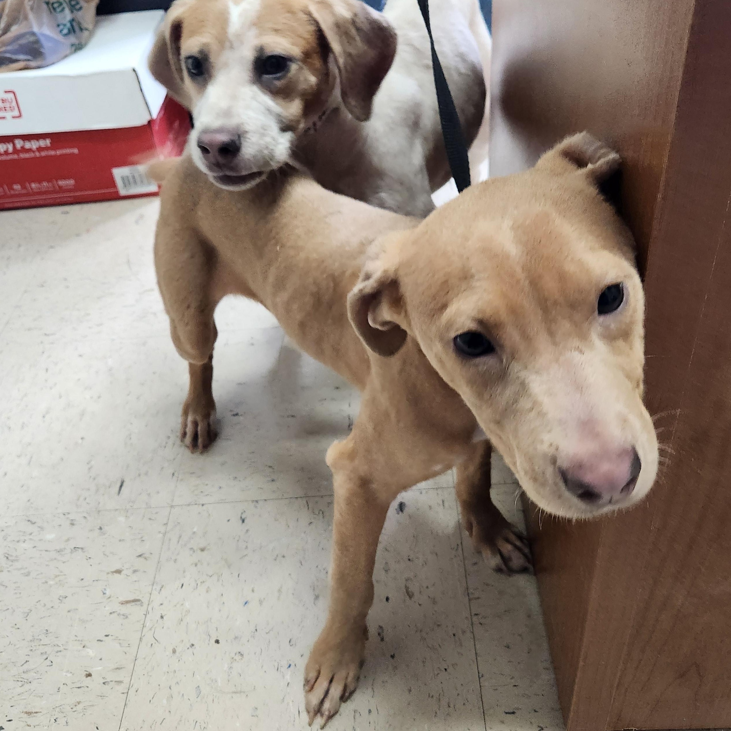 Hustle - Such a Good Baby!!!