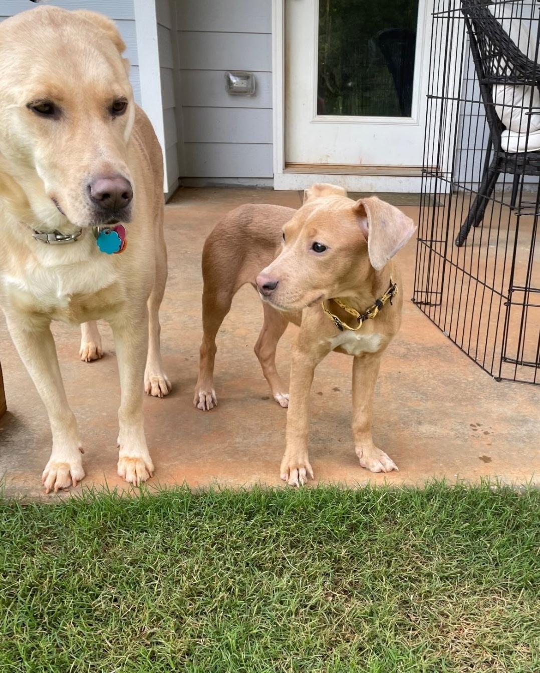 Hustle - Such a Good Baby!!!