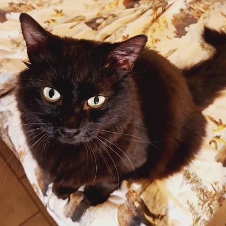 Alice, Adoptable, Adult Female Domestic Medium Hair.