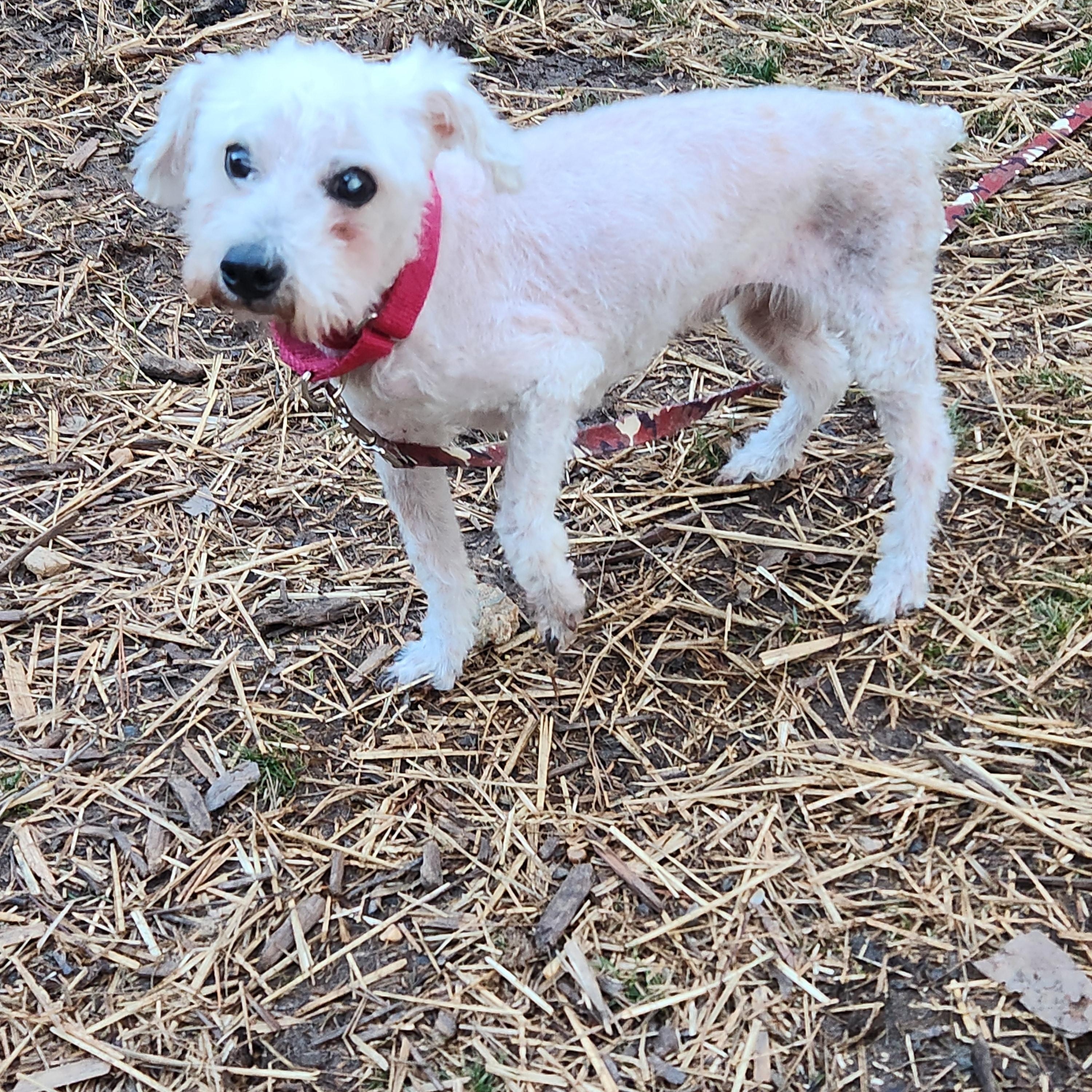 WALTER COGGINS, a ADOPTABLE Miniature Poodle in Troutman, NC image 2/6