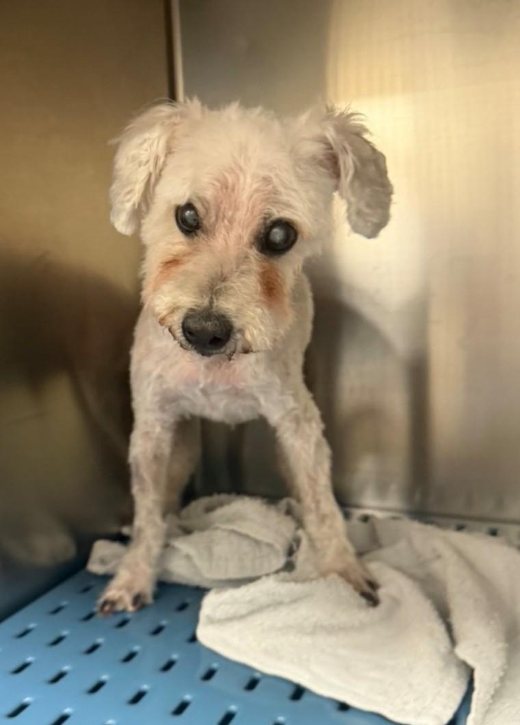 WALTER COGGINS, a ADOPTABLE Miniature Poodle in Troutman, NC image 5/6