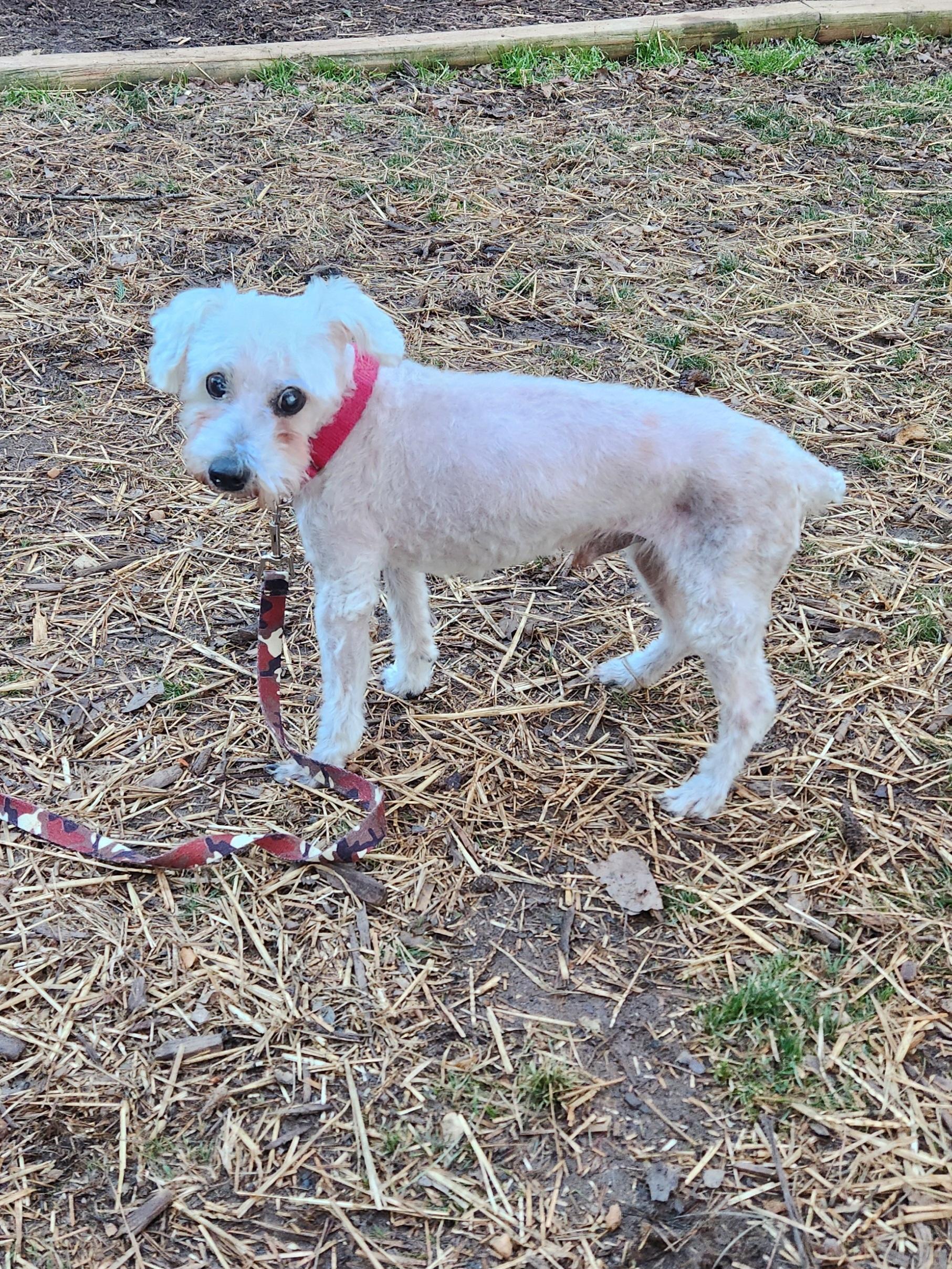 WALTER COGGINS, ADOPTABLE, Senior Male Miniature Poodle.