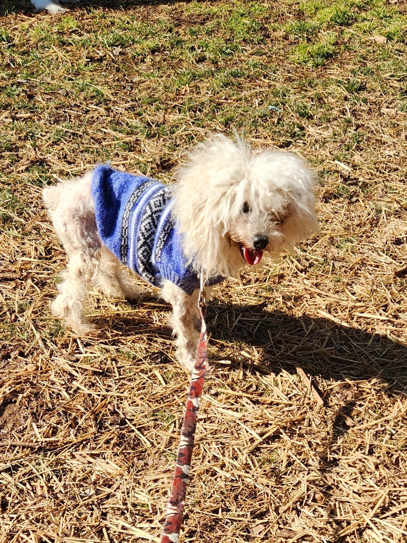 WALTER COGGINS, a ADOPTABLE Miniature Poodle in Troutman, NC image 6/6