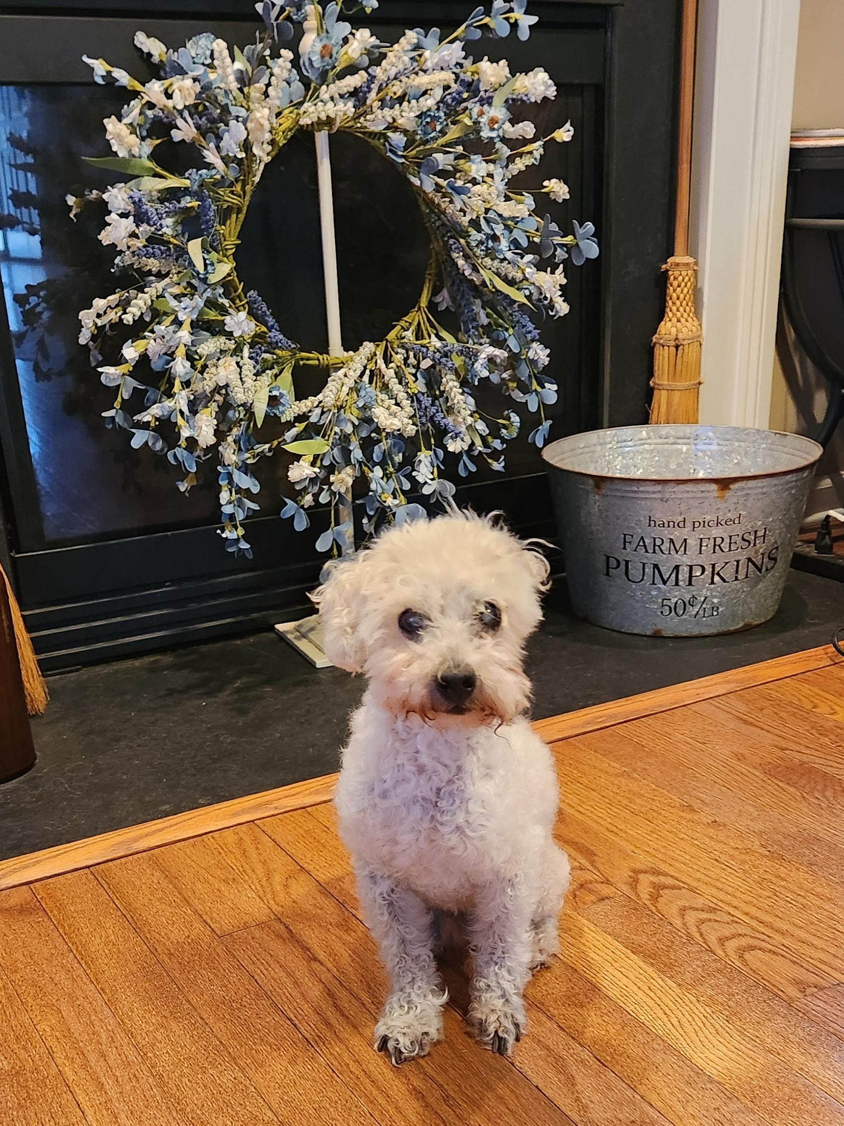 Enlarge WALTER COGGINS-FEE WAIVED, a ADOPTABLE Miniature Poodle in Troutman, NC image 1/6