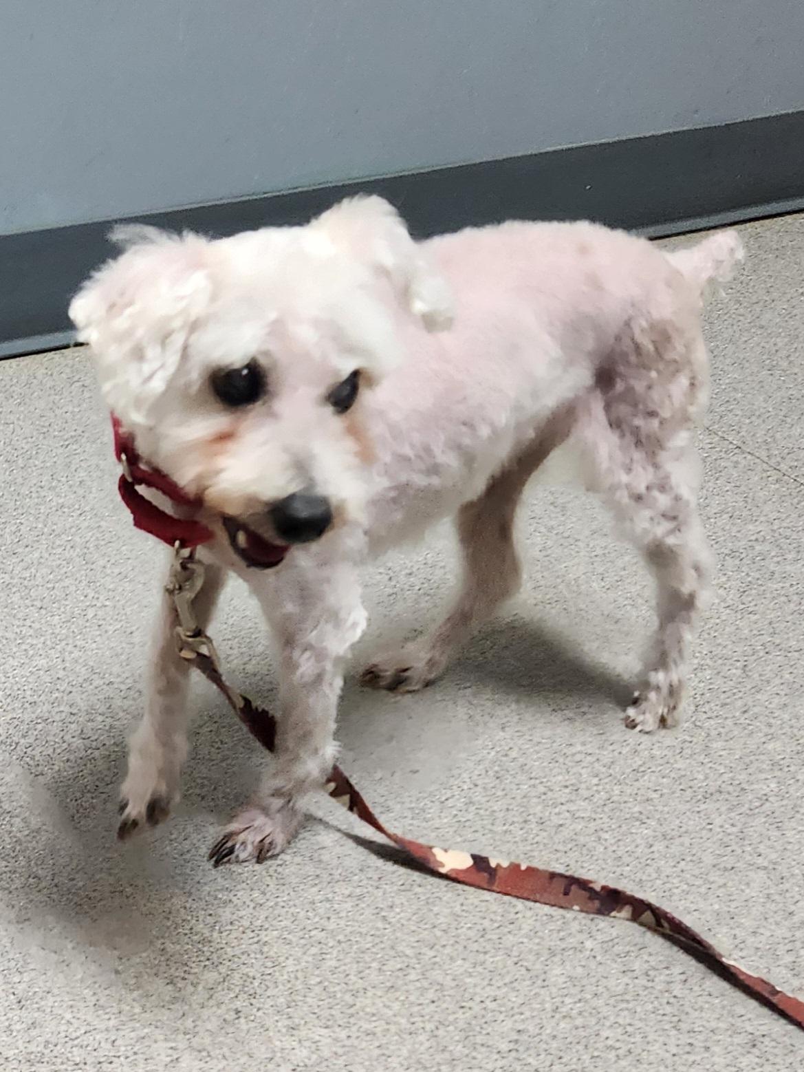 WALTER COGGINS, a ADOPTABLE Miniature Poodle in Troutman, NC image 4/6