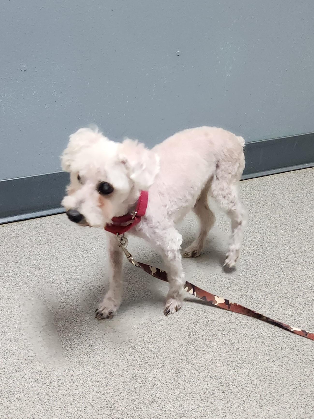 WALTER COGGINS, a ADOPTABLE Miniature Poodle in Troutman, NC image 3/6