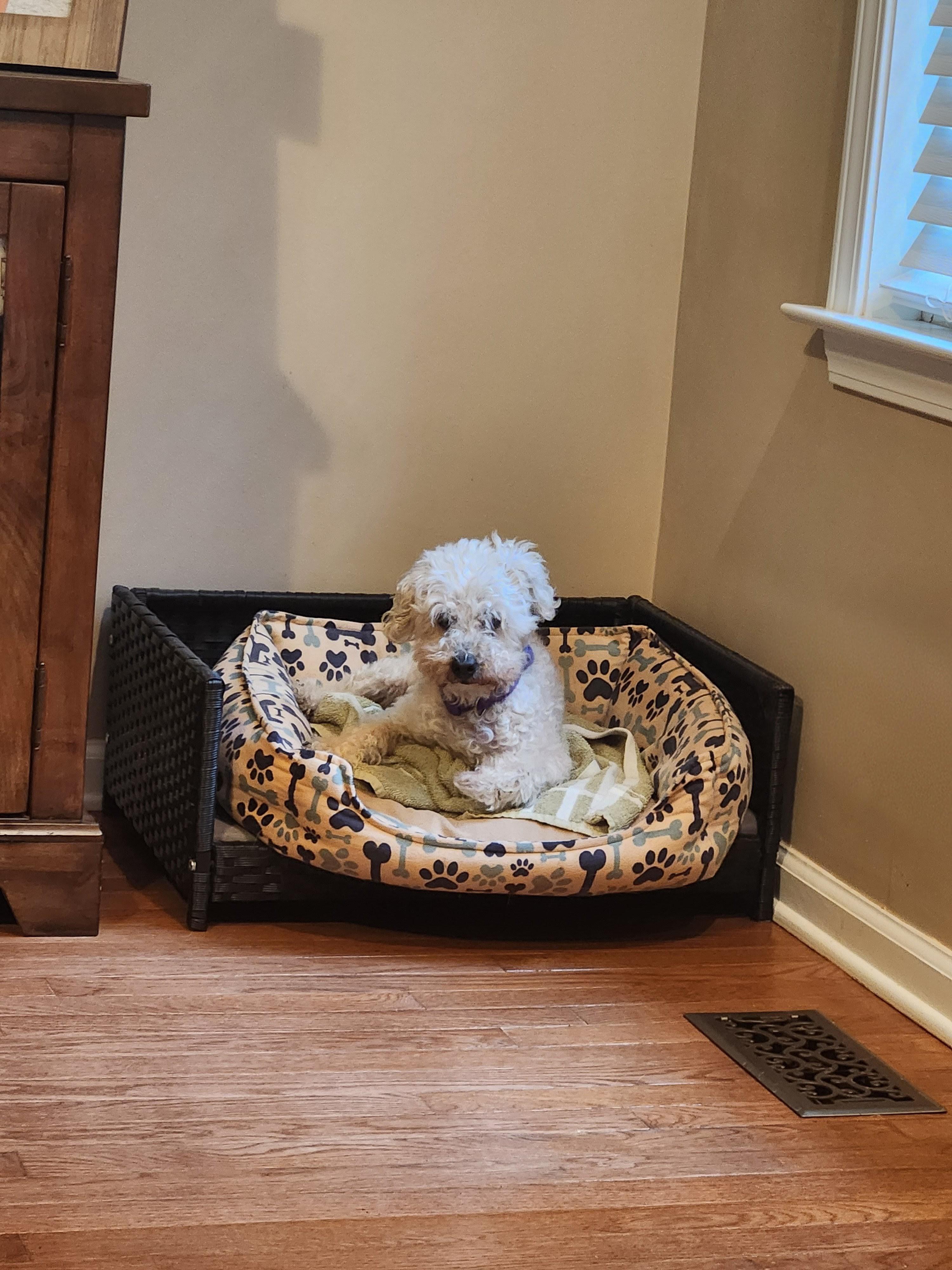 Enlarge WALTER COGGINS-FEE WAIVED, a ADOPTABLE Miniature Poodle in Troutman, NC image 3/6