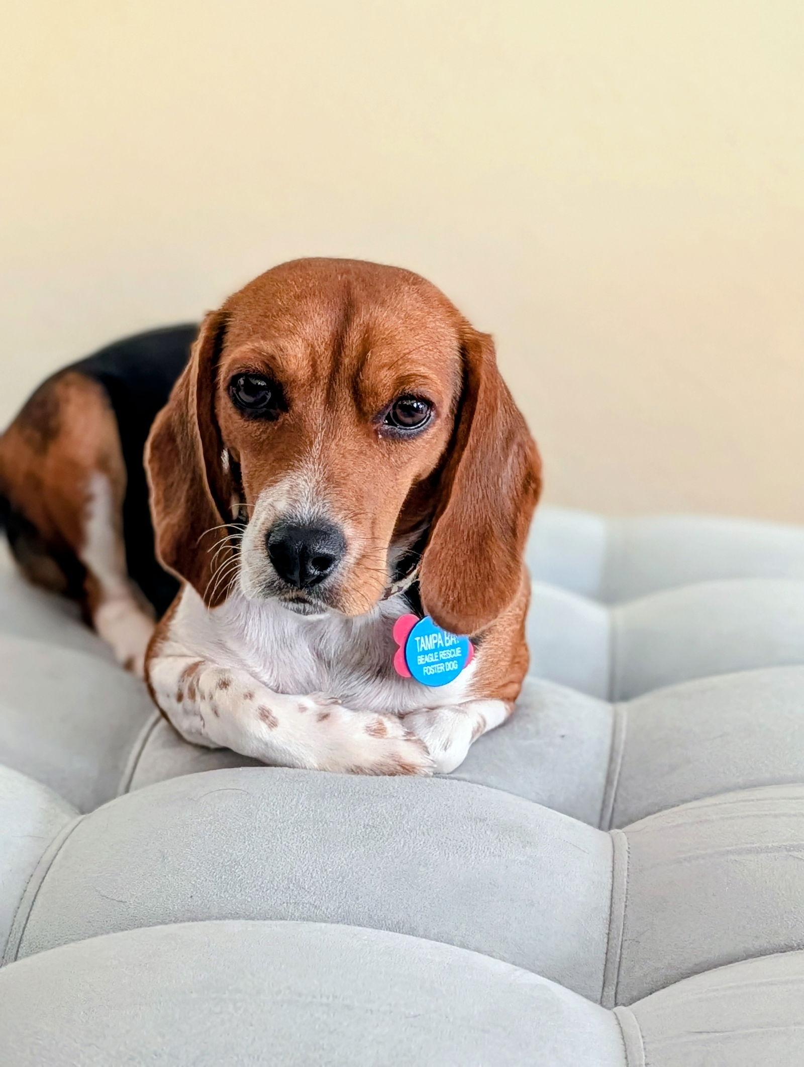 Sprite, Adoptable, Adult Female Beagle.