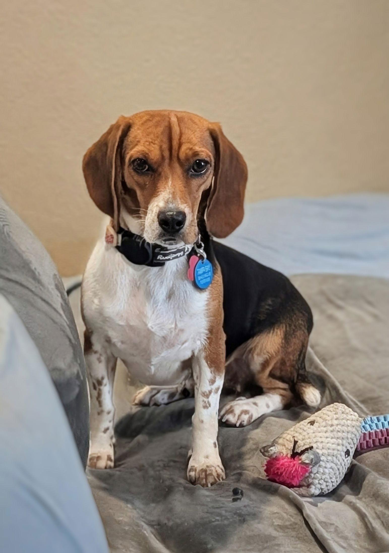 Enlarge Sprite, a Adoptable Beagle in Tampa, FL image 3/3