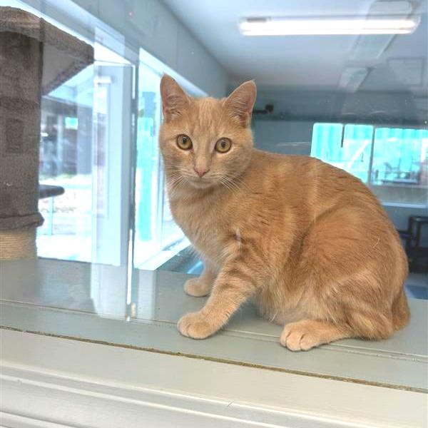 Enlarge Arlo, a Adoptable American Shorthair in Mount Shasta, CA image 1/2