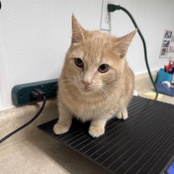 Enlarge Arlo, a Adoptable American Shorthair in Mount Shasta, CA image 2/2