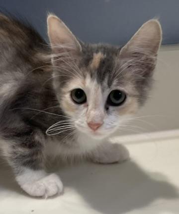 Olive-Portofino PetSmart