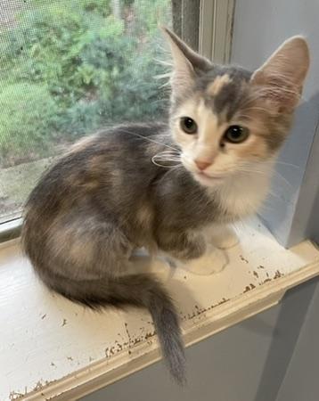 Olive-Portofino PetSmart