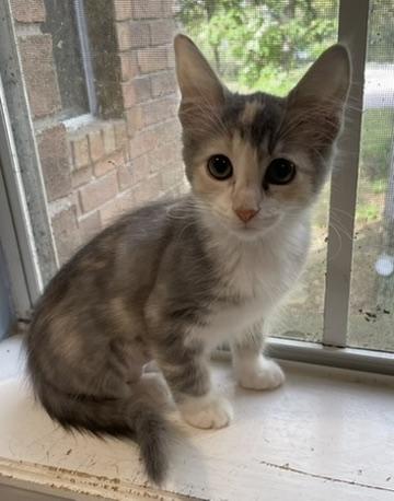 Olive-Portofino PetSmart