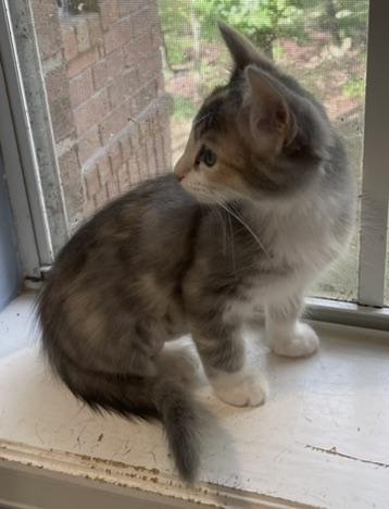 Olive-Portofino PetSmart