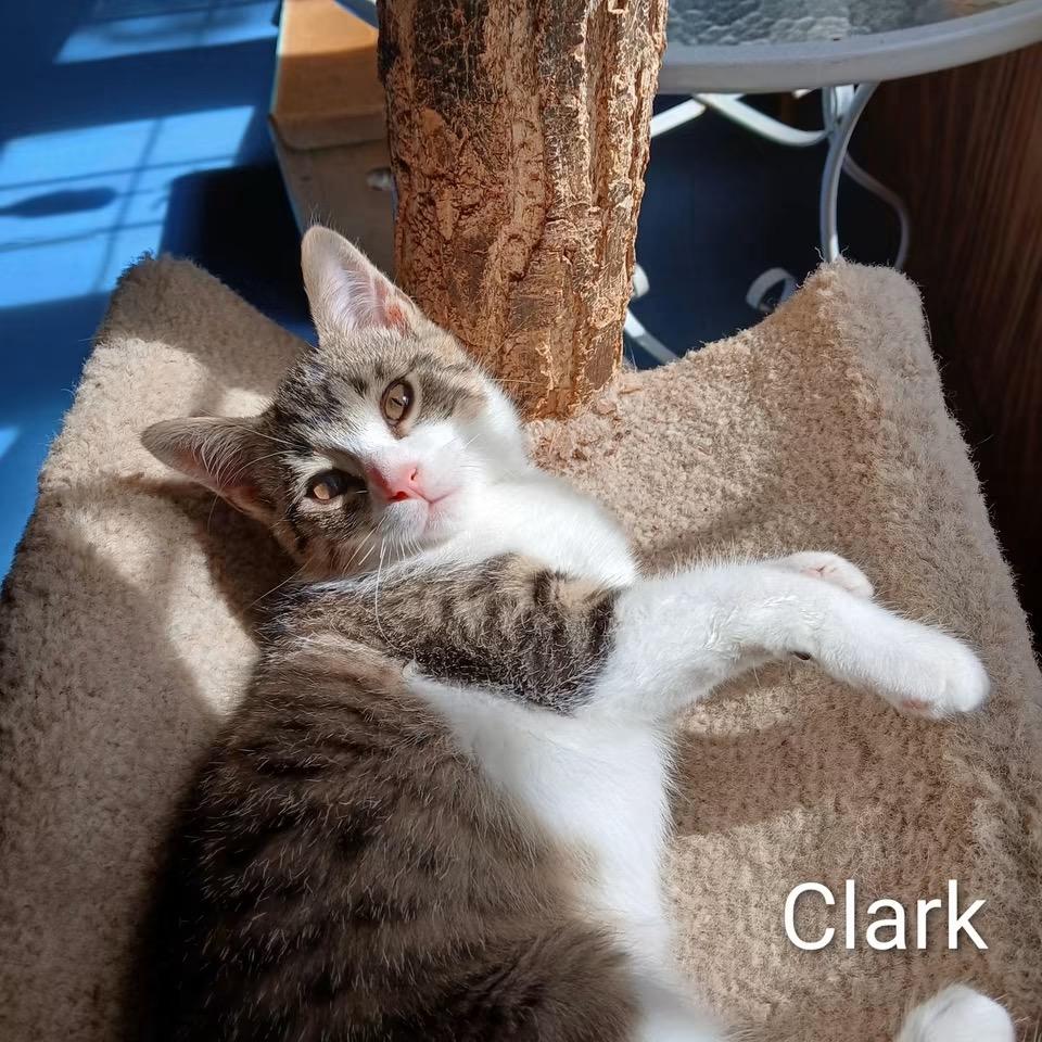 Enlarge Clark, a Adoptable Domestic Short Hair in Ludington, MI image 1/2